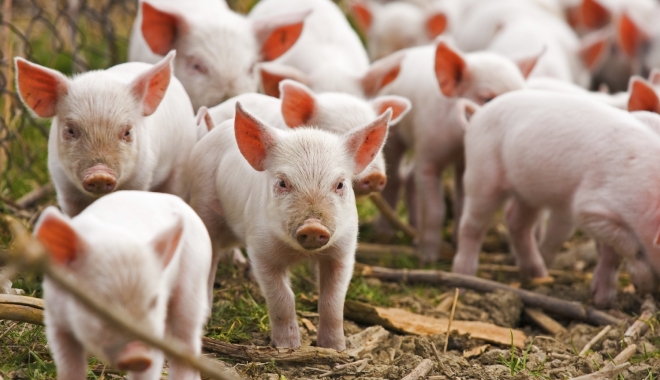 În atenția crescătorilor de porci și păsări - inatentiacrescatorilordeporcisip-1515683272.jpg