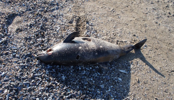 Încă un delfin mort pe plajele din Constanța - incaundelfin-1396978495.jpg