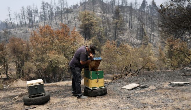 Incendiile din Grecia şi Turcia vor avea un impact devastator asupra albinelor - incendiile-1630247219.jpg