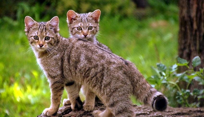 Începe masacrul animalelor sălbatice! - incepemasacrul-1475253820.jpg
