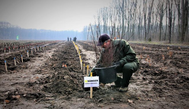 Încep împăduririle de primăvară. Romsilva va planta peste 19 milioane de puieți forestieri - incepimpaduririle-1646321087.jpg