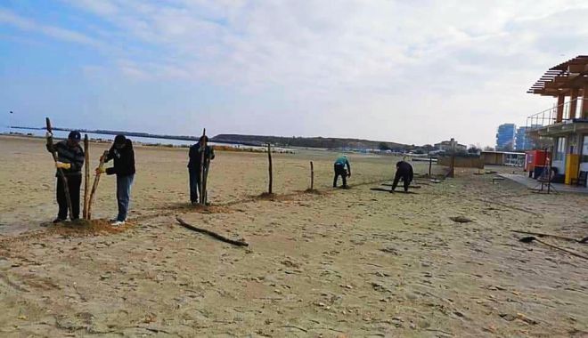 A început montarea gardurilor de stuf pe plajele de pe litoral - inceputmontarea-1605873818.jpg