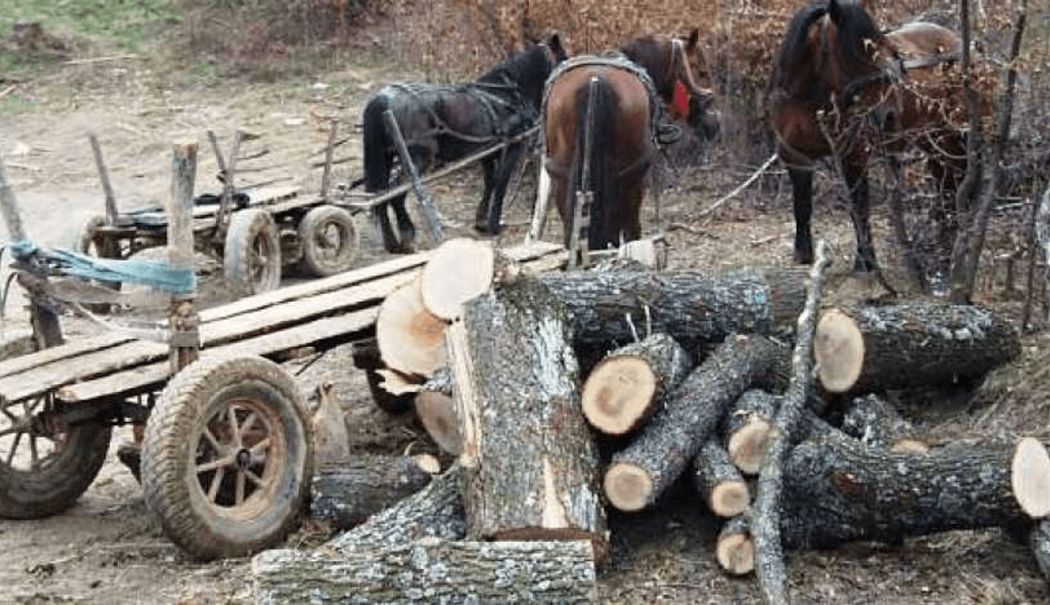 Trei bărbați s-au ales cu dosar penal pentru că tăiau arbori dintr-o pădure - index-1735384222.png