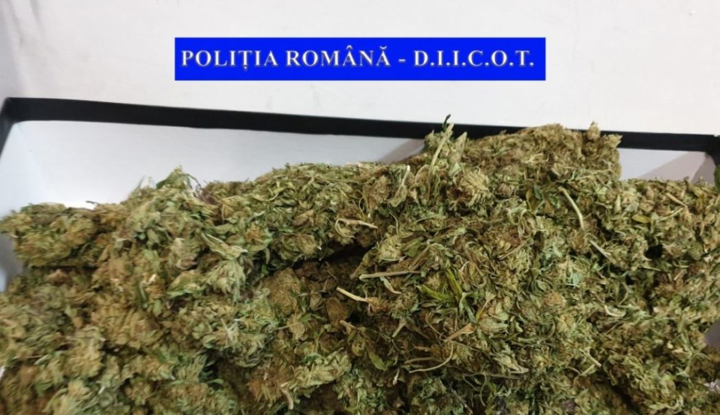 Captură impresionantă a DIICOT: 17 kg de canabis aduse în țară pentru a fi comercializate pe litoral - index-1746095554.jpeg