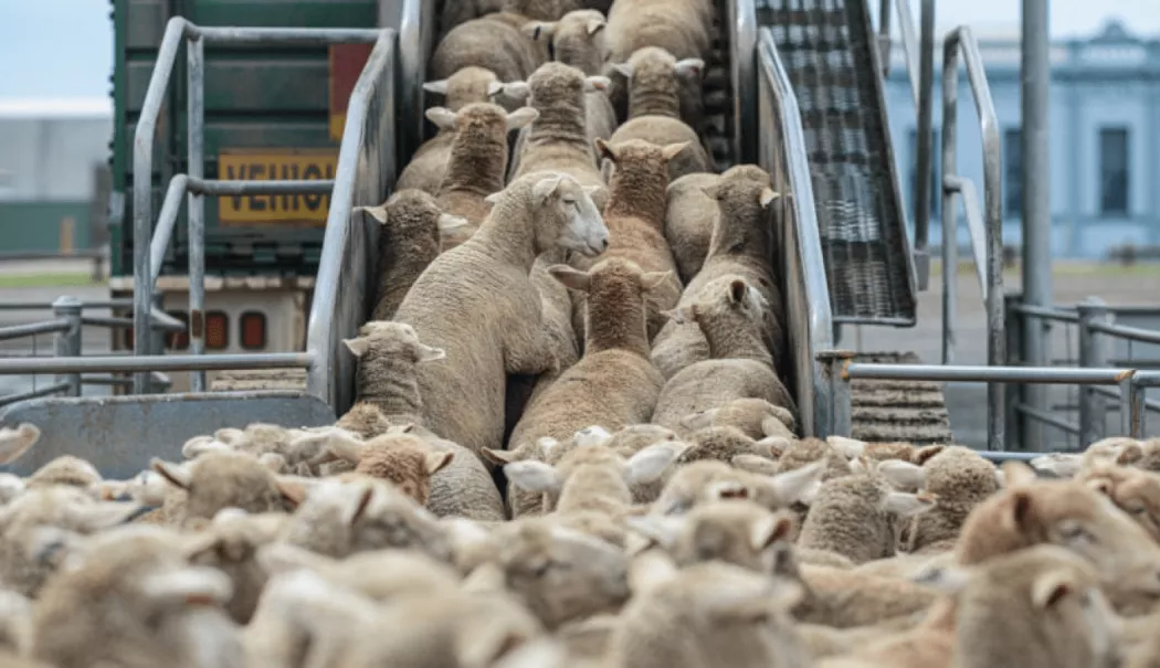 Produsele românești de origine animală cuceresc piețele externe - index-1772966887.webp