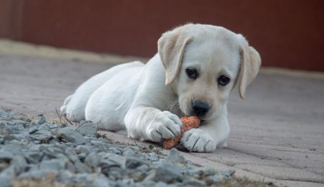 Fotbaliştii susţin adoptarea câinilor de la adăpostul public de animale abandonate