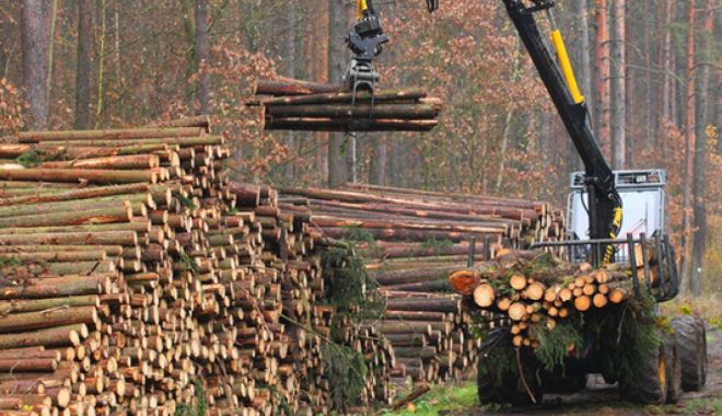 Industria forestieră reacționează la acuzațiile din spațul public - industriaforestierareac539ioneaz-1573855584.jpg
