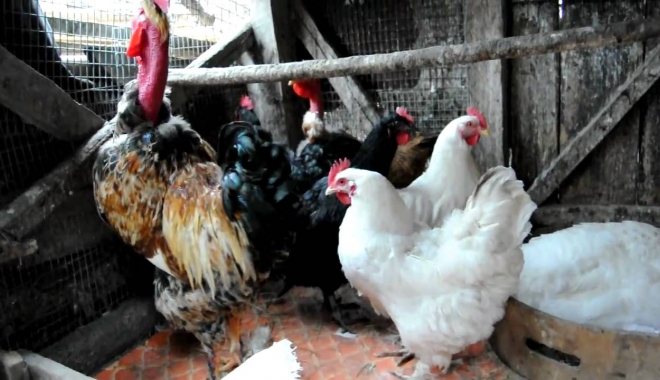 În fermele avicole din România nu se folosește insecticidul FIPRONIL - infermeleavicoledinromaniainsect-1502458379.jpg