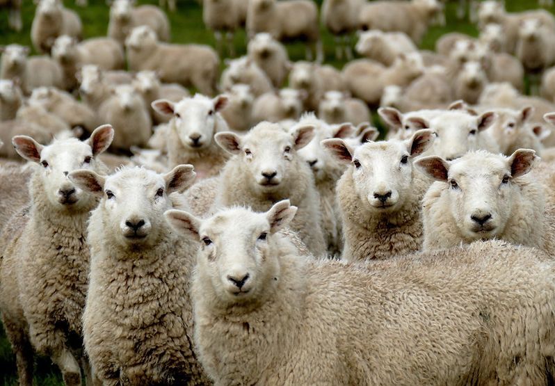 Finanțe, agricultură, producție industrială. INFO economic - info-1775135836.webp