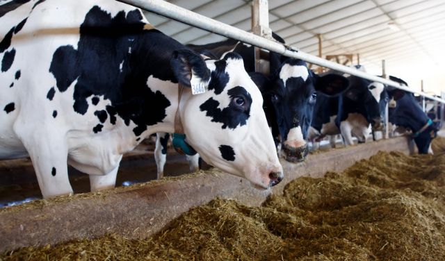 Finanțe, producție de carne, deficit comercial. INFO economic - info-1778500056.webp
