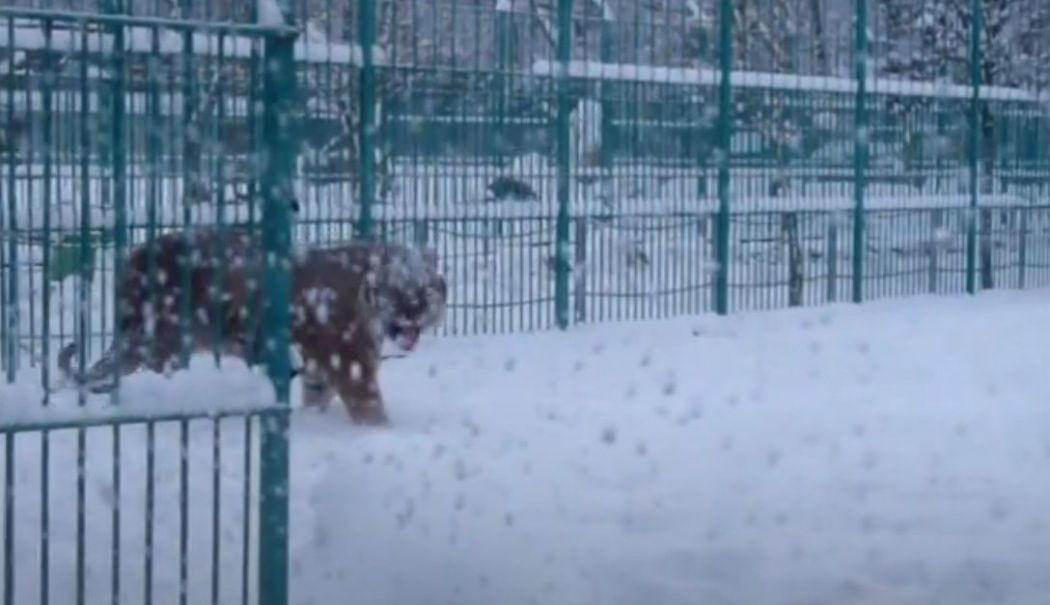 Un îngrijitor de la o grădină zoologică a fost omorât de tigrul pe care încerca să îl hrănească - ingrijitor-de-la-gradina-zoologi-1733733826.jpg