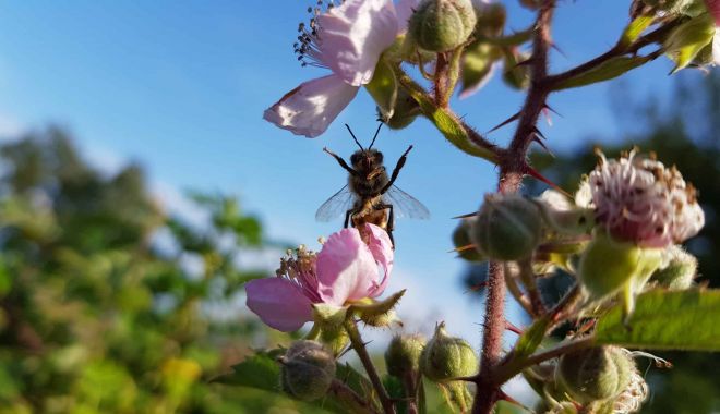 Inițiativă europeană pentru salvarea insectelor polenizatoare - initiativaeuropeanapentrusalvare-1674824455.jpg