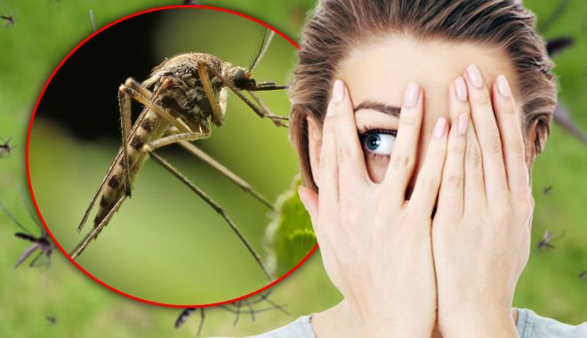 Remedii la îndemâna oricui pentru ameliorarea ciupiturilor de insecte - insecte-1688472151.jpg