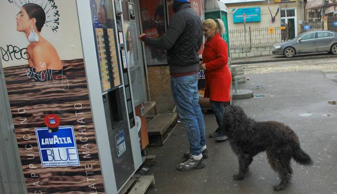 INSTANTANEUL ZILEI / Grivei a învățat să stea la coadă - instantaneulzilei-1454330284.jpg