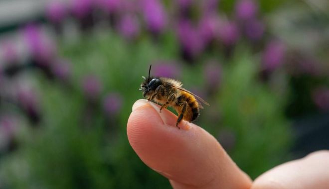 Atenţie la înţepăturile insectelor! Nu sunt de neglijat! - intepaturi-1689177728.jpg