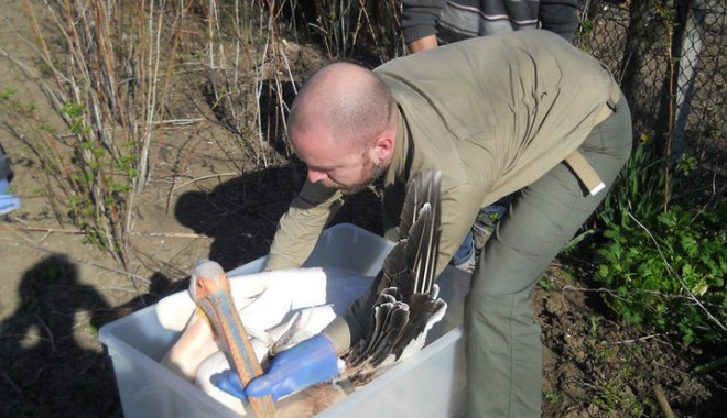 Cum poate fi reactivat Echipajul de Intervenție și Salvare a Animalelor Sălbatice aflate în Dificultate - interventiepelicanseopmm-1347299392.jpg