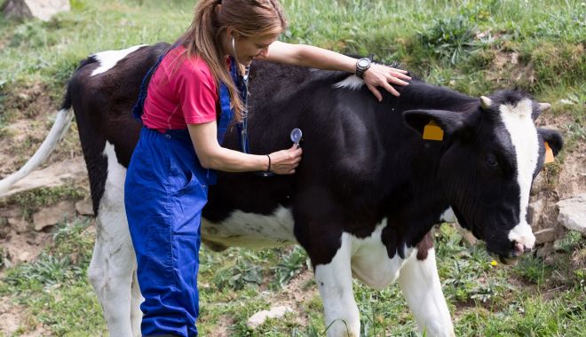 Fermierii nu mai pot administra tratamente animalelor - interzislaadministarea-1611255891.jpg
