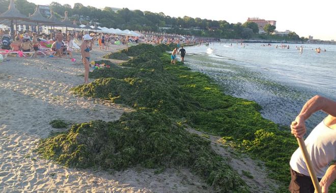 Invazie de alge pe litoral. Echipele Apelor Române intervin în fiecare seară - invazie1-1628754160.jpg