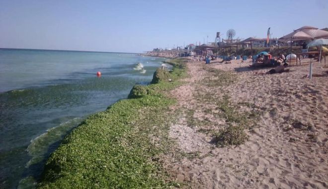 Invazie de alge pe litoral. Echipele Apelor Române intervin în fiecare seară - invazie2-1628754214.jpg