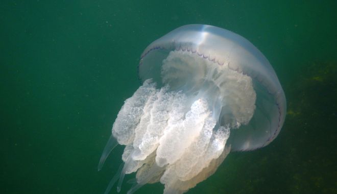 Invazie de meduze pe plajele din Constanța. 