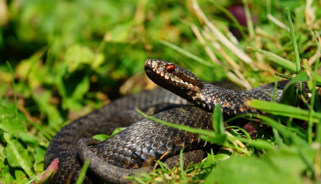 Zeci de cobre au scăpat dintr-o fermă ilegală. Localnicii, disperați - invazieserpi-1476273291.jpg