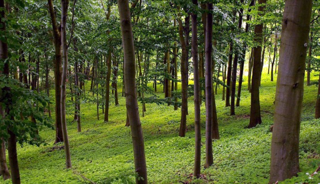 Investiții de 305 milioane euro în sectorul forestier - investitiiforestierecopy-1396028689.jpg