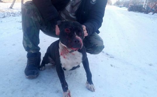Video / CRUZIME FĂRĂ LIMITE! Bestia care își punea pitbull-ul să omoare alți câini, dată pe mâna poliției - ionelstepan538x332-1483958861.jpg