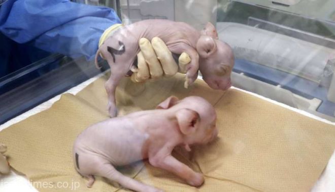 Japonezii clonează porci pentru a fi folosiți ca donatori de organe pentru oameni
