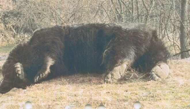 Arthur, cel mai mare urs din România, a fost ucis de un prinț din Austria - jmg9ndqwjmhhc2g9mje2mtc4yzzkndrl-1620214928.jpg