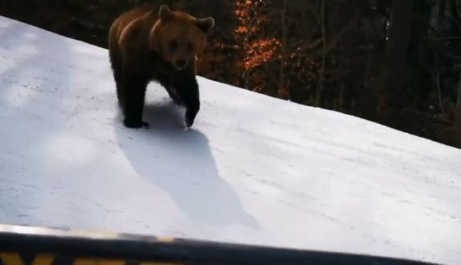 Digi 24: Imagini dramatice pe pârtie. Un bărbat a fost fugărit de urs minute în șir, după ce a încercat să-l alunge în pădure - jmg9ndqwjmhhc2g9mjq0ndhjnzuzy2i1-1615302983.jpg