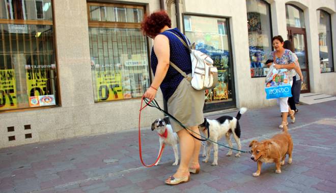 Ai un câine care nu e de rasă? Ești obligat să-l sterilizezi și să-l microcipezi - jos-1447092403.jpg