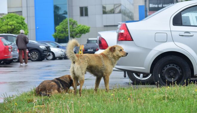 Soarta câinilor fără stăpân din Constanţa, decisă de consilierii locali - jos-1609179874.jpg