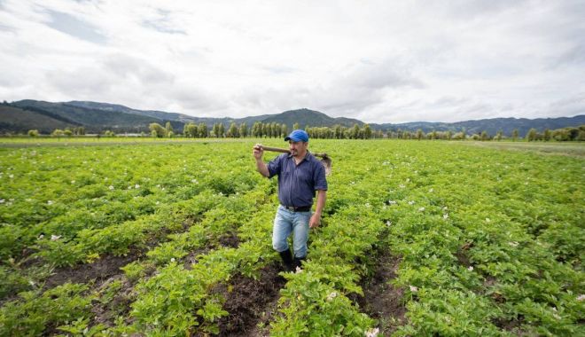 Vin banii de la stat pentru cultivatorii constănţeni de cartofi: 200 de euro/hectar - jos-1683902174.jpg