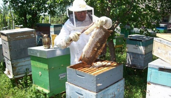 An greu pentru apicultură. Canicula a topit fagurii, iar albinele au murit sufocate - jos-1693149894.jpg