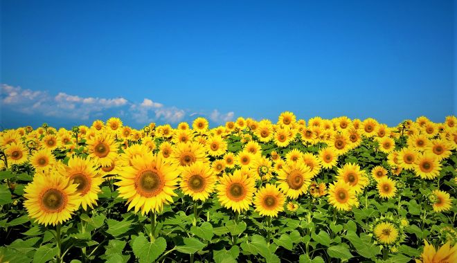 Riscuri în agricultură! Cât de greu este să transformi seminţele de floarea-soarelui în bani - jos-1696872602.jpg