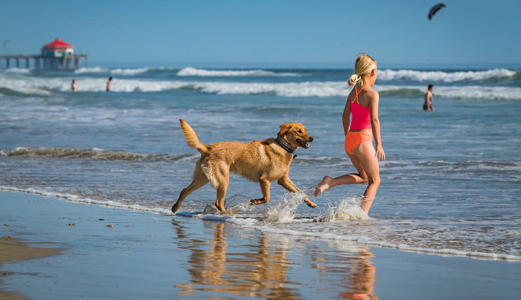 În ce condiții avem acces cu animalele de companie pe plajă? Ce spune actuala legislație - jos-1712684966.jpg
