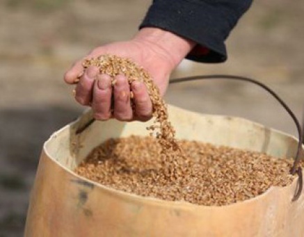 Furt de cereale în județul Tulcea - jpg-1349866565.jpg