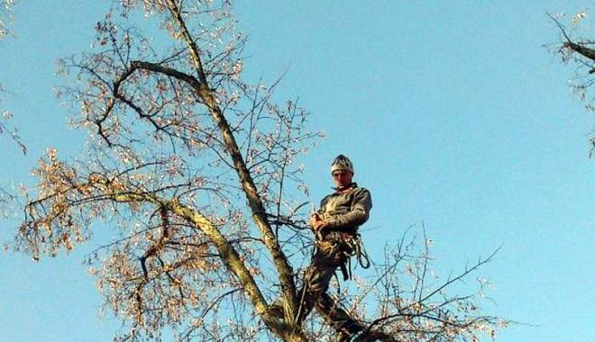 Judecat pentru ucidere din culpă din cauza unei… crengi! - judecatucideredinculpa-1416929582.jpg