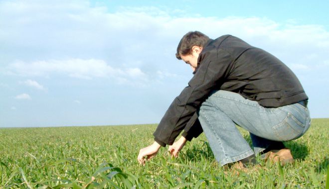 Județul Constanța se îndreaptă spre o producție record de cereale - judetulconstanta-1522424379.jpg