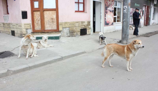 ADIO MAIDANEZI PE STRĂZILE CONSTANȚEI! - jumatatedinmaidanezii21412176536-1490609252.jpg