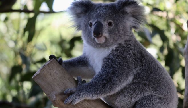 Un exemplar de koala fără un picior a primit o proteză realizată de un dentist - koala-1613989231.jpg