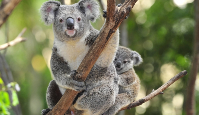 Șopârla, koala și marijuana - koalasimarijuana-1498482165.jpg