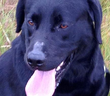 A privit neputincios cum labradorul său a fost sfâșiat de o FOCĂ - labrador-1349860564.jpg