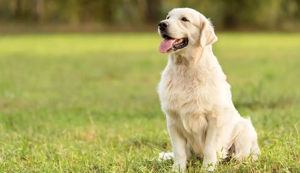 Miki, labradorul “erou” pentru copiii bolnavi, ucis cu sânge rece - labrador-1731839426.jpg