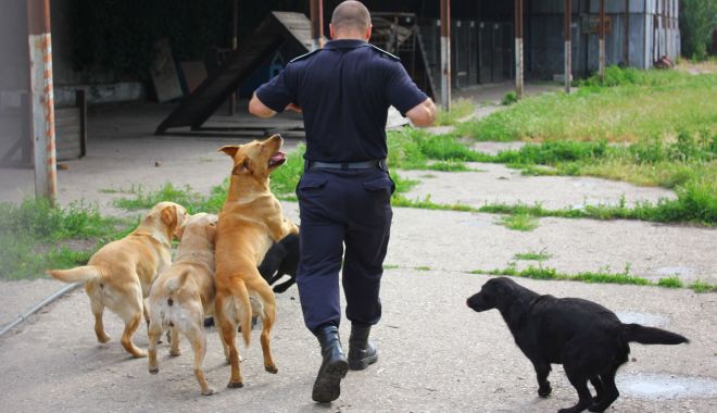 Labrador scos la pensie, la Garda de Coastă - labradorgarda-1594568142.jpg