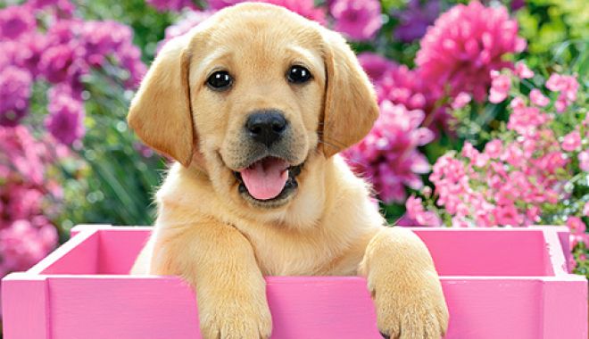 Pericol de moarte! ATENȚIE de unde vă cumpărați animale de companie - labradormic300bucatipuzzlecastor-1570255535.jpg