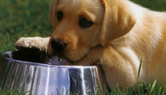 În vacanță, cu animalul de companie… - labradorretriever121-1339194201.jpg