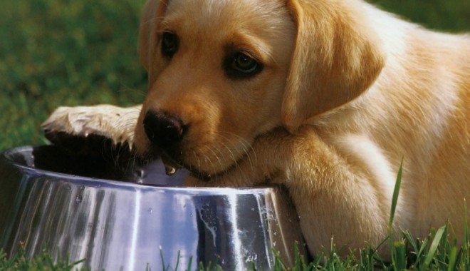 Când nu trebuie să-i luați copilului  un animal de companie - labradorretriever1211339194201-1357597690.jpg