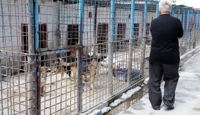 La ce gest a recurs o iubitoare  de animale  din Constanța - lacegestarecursoiubitoareanimale-1395164827.jpg