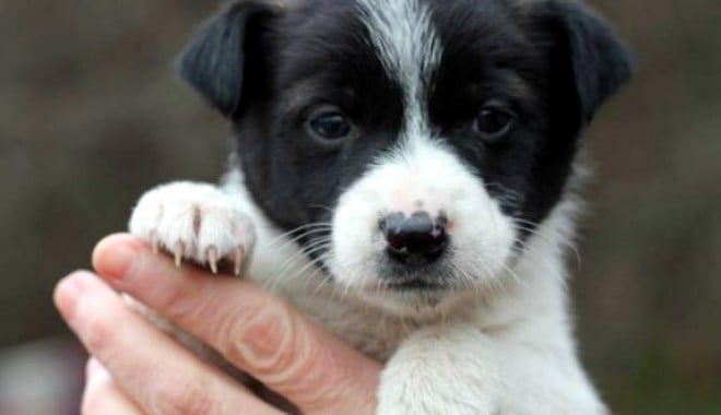 La ce vârstă se adoptă un câine - lacevarstaadoptie-1403182112.jpg